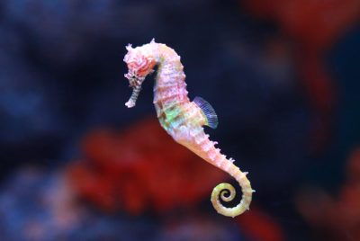 seahorse (Hippocampus) swimming.