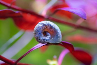 Ramshorn pet snail posing on ludwigia super red leaf in freshwater aquarium