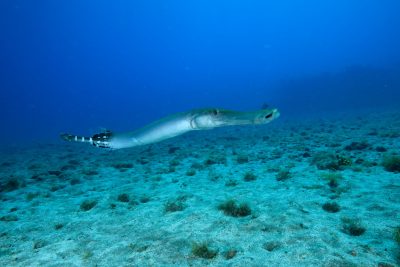 Copia de Aulostomus strigosus