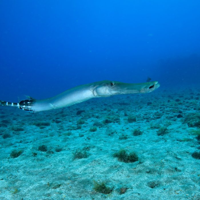 Copia de Aulostomus strigosus