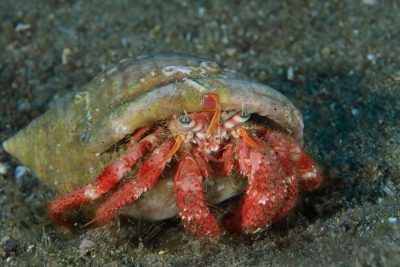 Copia de Dardanus spp