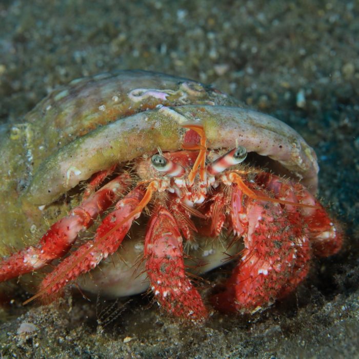 Copia de Dardanus spp