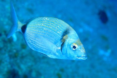 Copia de Diplodus vulgaris