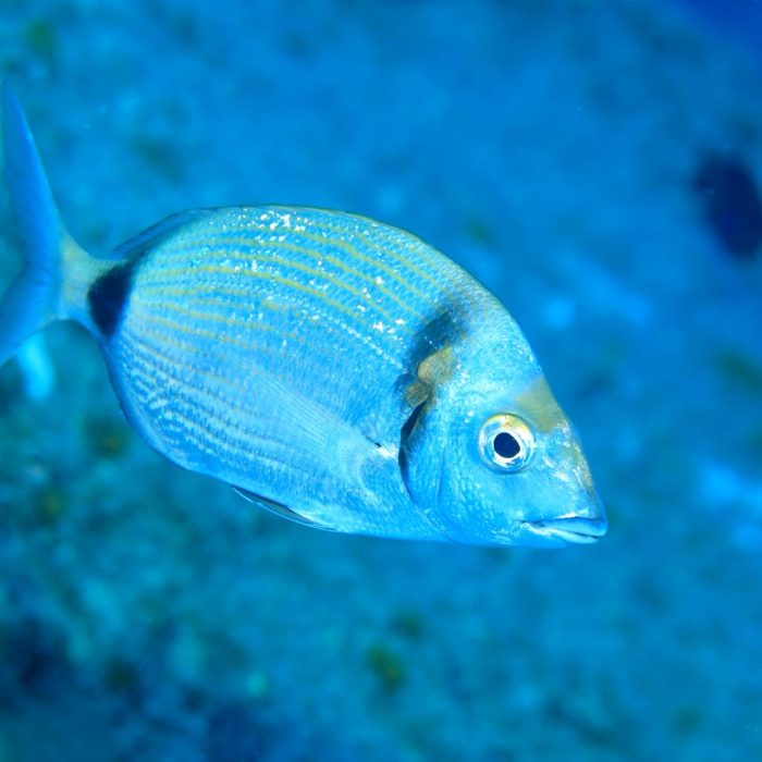 Copia de Diplodus vulgaris
