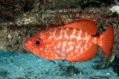 Copia de Heteropriacanthus fulgens