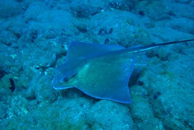 Copia de Myliobatis aquila