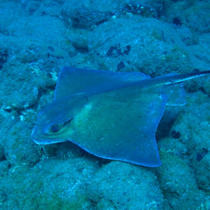 Copia de Myliobatis aquila