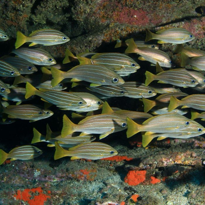 Copia de Parapristipoma octolineatum