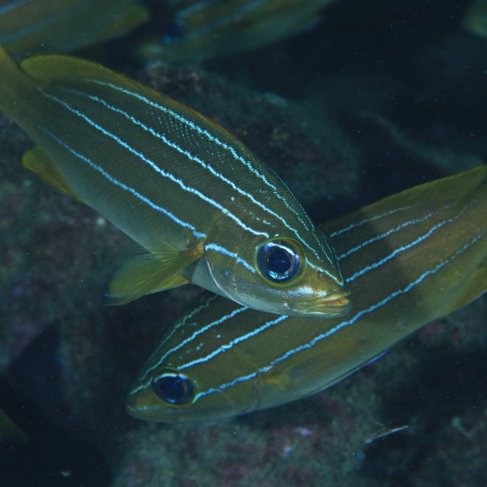 Copia de Parapristipoma octolineatum(2)