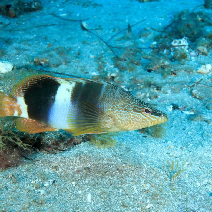 Copia de Serranus scriba