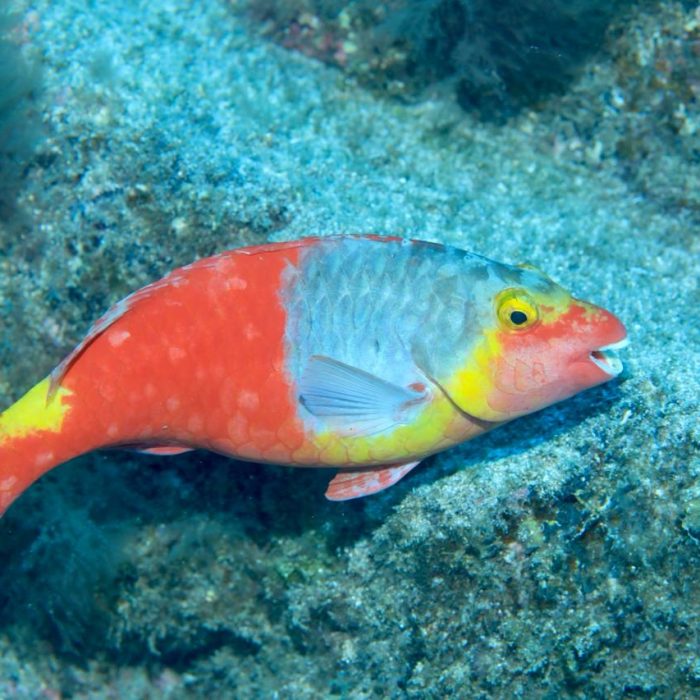 Copia de Sparisoma cretense