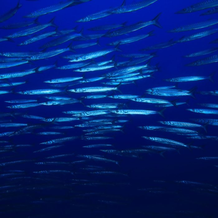 Copia de Sphyraena viridensis