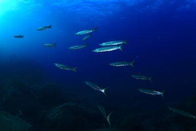 Copia de Sphyraena viridensis(1)