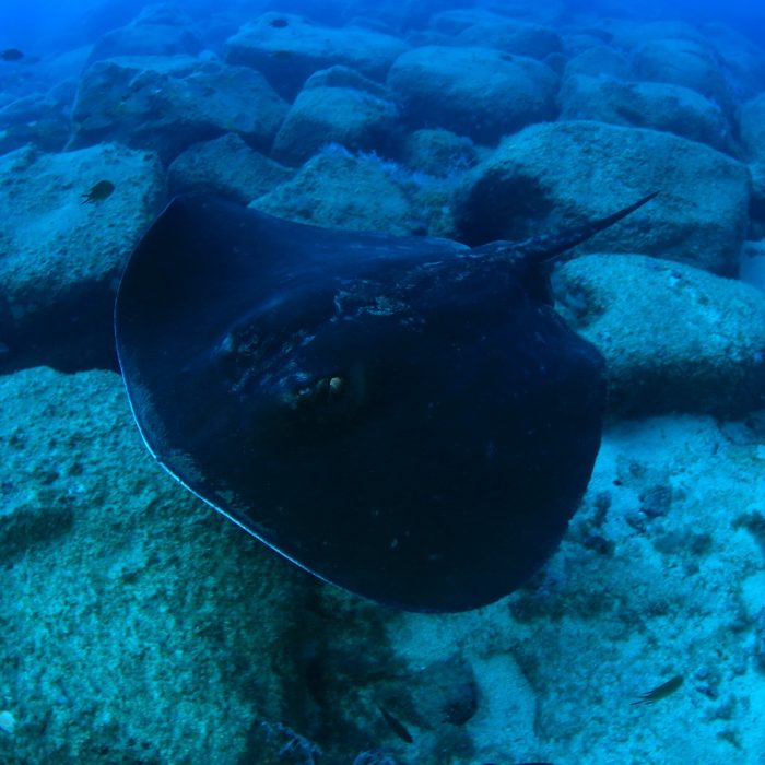 Copia de Taeniura grabata
