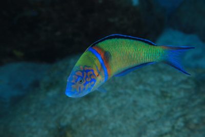 Copia de Thalassoma pavo