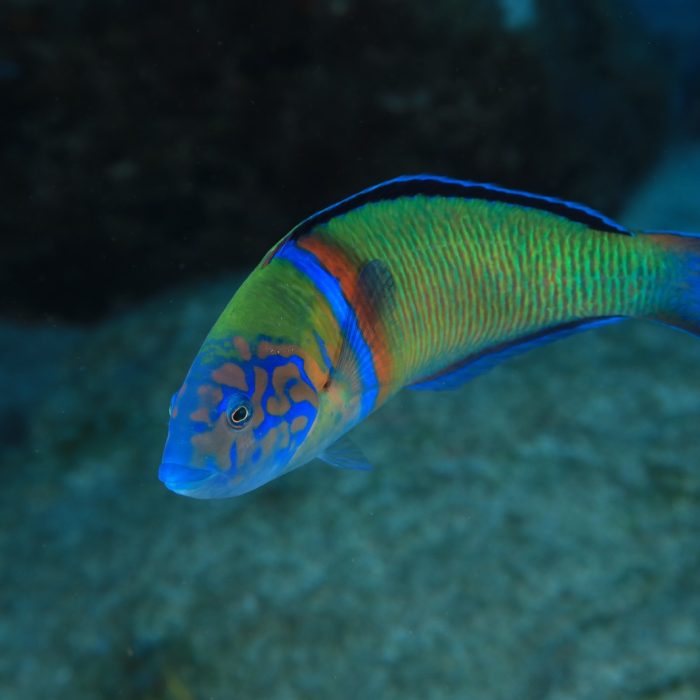 Copia de Thalassoma pavo