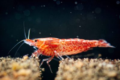 Gambas-de-acuario
