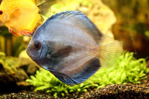 Diskusfisch, Diskusfische, Aquaristik