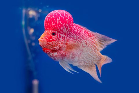 Close up Flowerhorn Cichlid fish on blue backgroundater